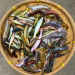 নদীর দেশি তাজা মাছ